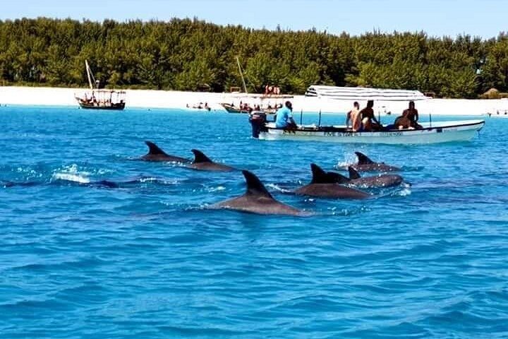 Dolphin Watching