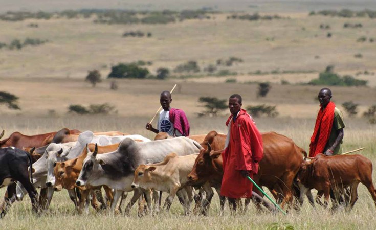 Maasai Cattle Herding