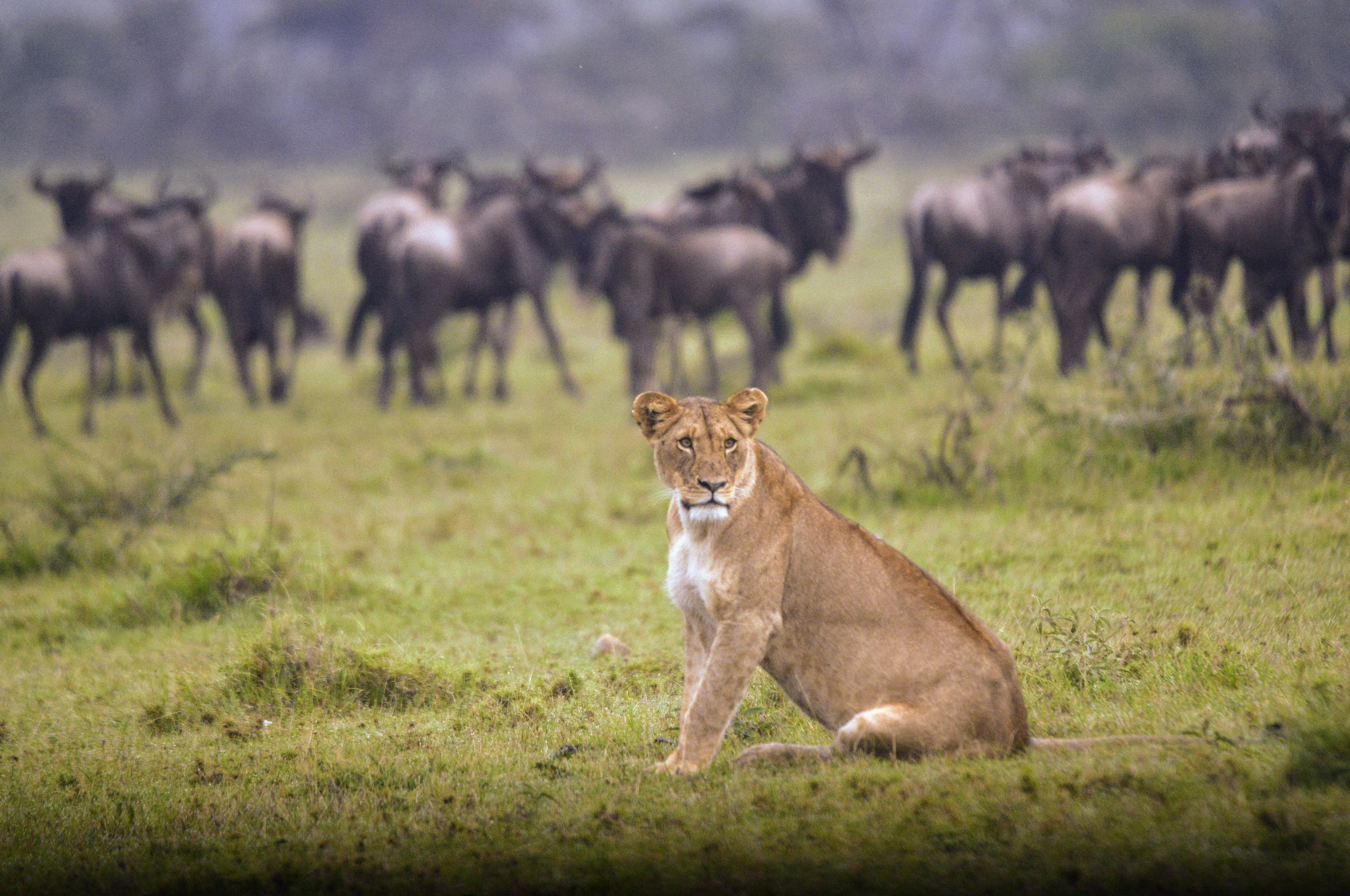Maasai Mara